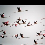 Phoenicopteriformes.  להקת שקיטנים - פלמינגואים